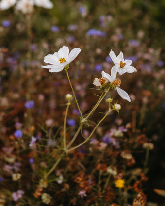 SinnesWandel – mit Iris