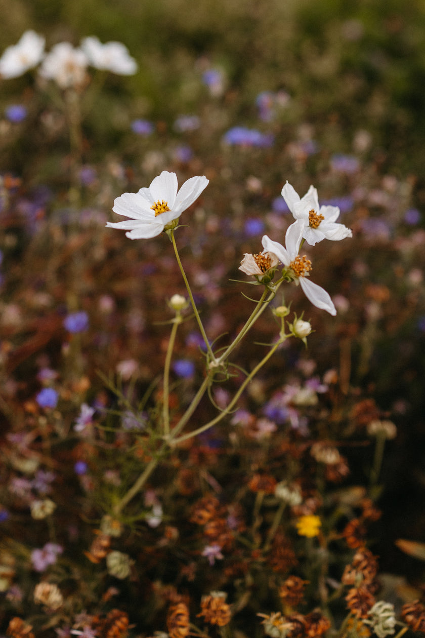 SinnesWandel – mit Iris