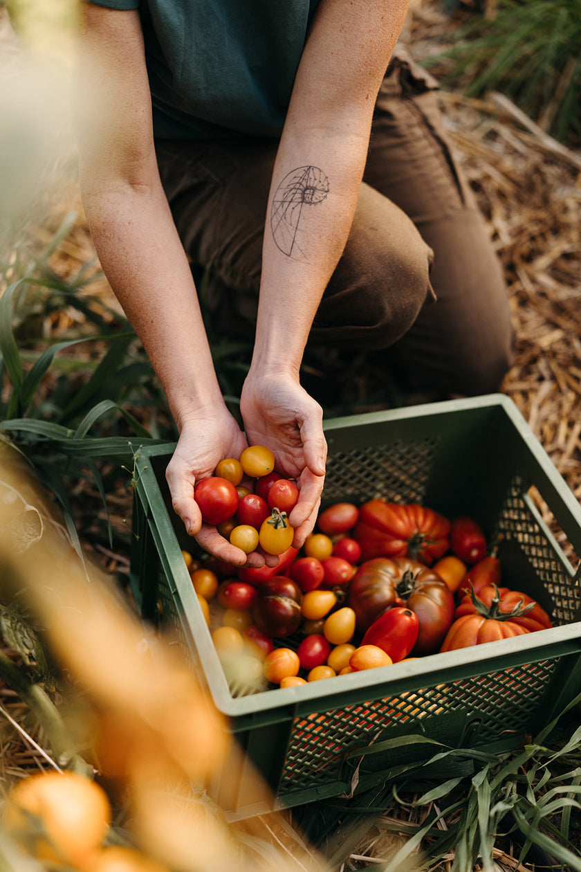 Event: Tomatenfest am Siebenhof