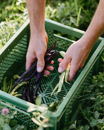 Flexibles Gemüsekiste Abo