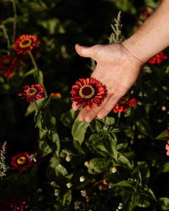 Workshop: Samengewinnung für den eigenen Garten