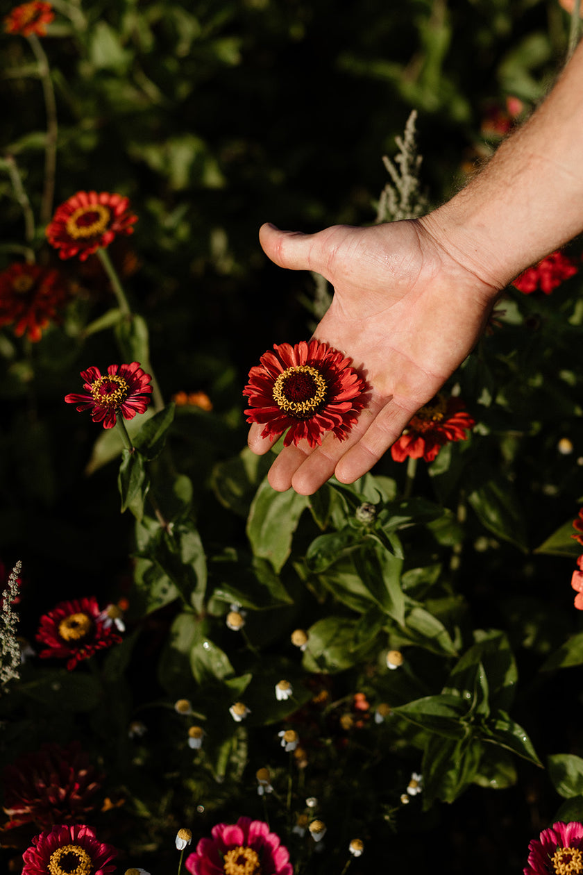 Workshop: Samengewinnung für den eigenen Garten