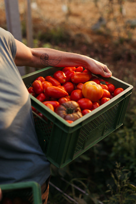 Biologischer Gemüsehof Siebenhof Ginseldorf Marburg