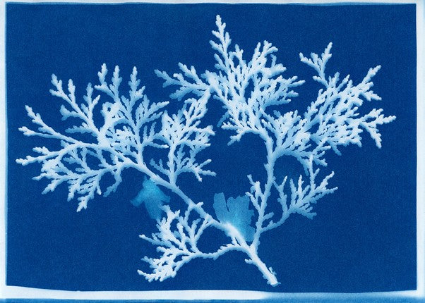 Sommerwerkstatt: Cyanotypie - Blaudruck mit Pflanzen