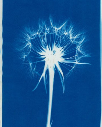Sommerwerkstatt: Cyanotypie - Blaudruck mit Pflanzen