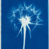 Sommerwerkstatt: Cyanotypie - Blaudruck mit Pflanzen