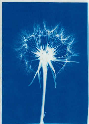 Sommerwerkstatt: Cyanotypie - Blaudruck mit Pflanzen