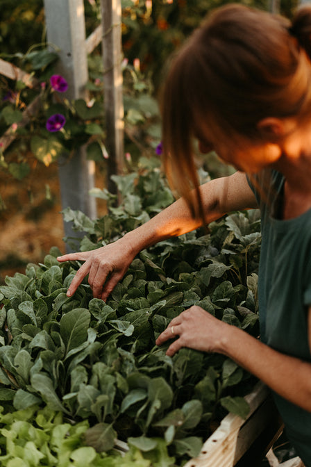 bio gemüsekiste abo bestellen deutschland