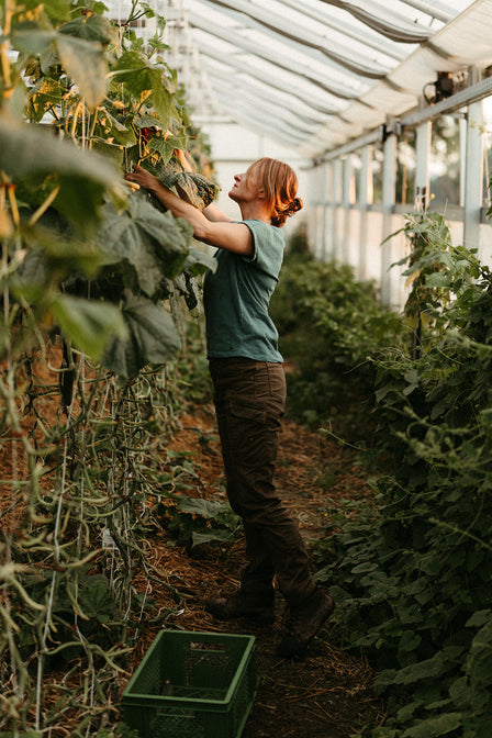 frisches Biogemüse kaufen hessen