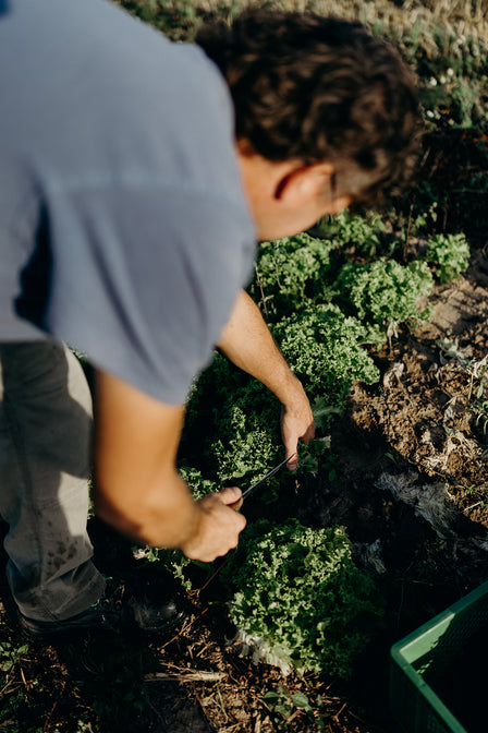 frisches bioland gemüse kaufen hessen marburg ginseldorf