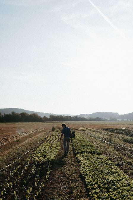 frisches feldgemüse hessen ginseldorf