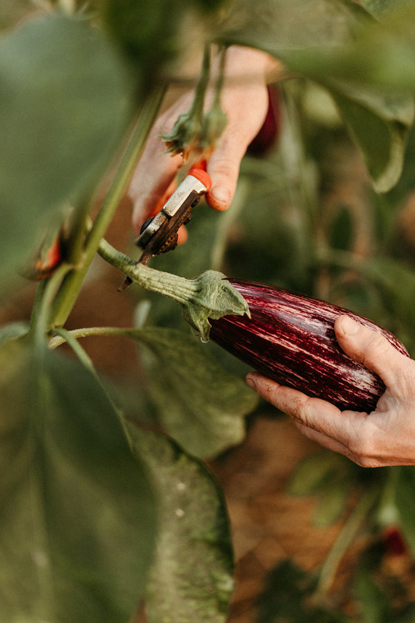 gemuesekiste abo bestellen deutschland