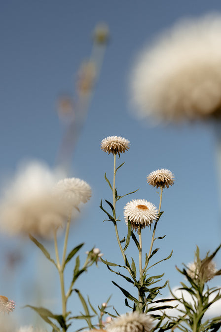 nachhaltige blumen kaufen deutschland